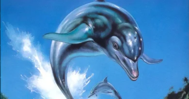 ecco the dolphin